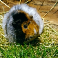 Picture of roan abyssinian guinea pig on grass with hay looking aside