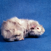 Picture of roan abyssinian guinea pig on blue background