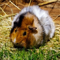 Picture of roan abyssinian guinea pig on grass with hay