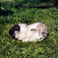 Picture of roan abyssinian guinea pig on grass side view