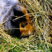 Picture of roan abyssinian guinea pig, portrait with hay