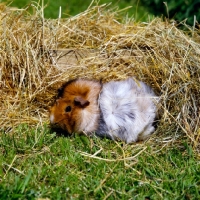 Picture of roan abyssinian on grass with hay