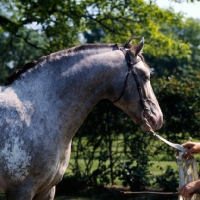 Picture of roan appaloosa side view