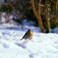 Picture of robin in the snow