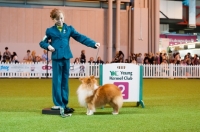 Picture of Robyn Arnall & MYRIEHEWE GORDON BENNETT "Gordon" Runners up YKC Crufts 2012 Handler of the Year