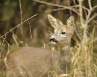 Picture of Roe deer in high grass