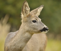 Picture of Roe Deer portrait