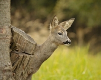 Picture of Roe deer