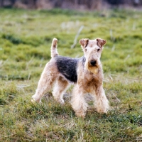 Picture of rogerholme recruit,  lakeland standing, best in show crufts 1963