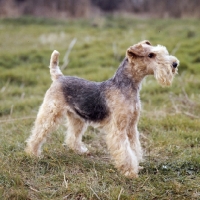 Picture of rogerholme recruit, lakeland terrier on grass, best in show crufts 1963
