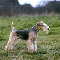 Picture of rogerholme recruit, lakeland terrier side view crufts best in show