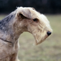 Picture of rogerholme recruit,head study of lakeland terrier,   best in show crufts 1963
