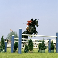 Picture of roland fernyhough riding automatic, show jumping, 3 counties show â€˜75