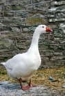 Picture of roman geese looking aside