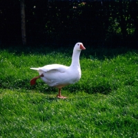 Picture of roman goose stretching