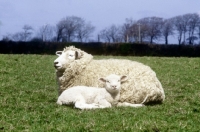Picture of romney marsh ewe lying in a field with lamb