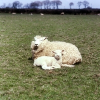 Picture of romney marsh ewe with lamb