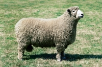 Picture of romney marsh sheep side view