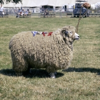 Picture of romney sheep at show