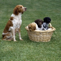 Picture of rona,  brittany bitch with her puppies in a basket 