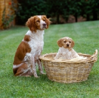 Picture of rona, brittany with her puppy in the garden