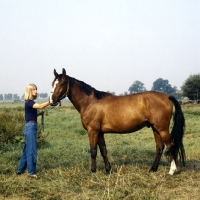 Picture of rondo, rheinish warm blood,
gelding