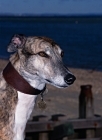 Picture of roscrea emma, ex-racing greyhound head study