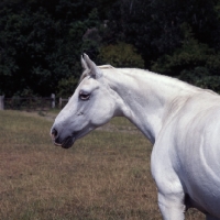 Picture of Rosenharley Laurin (22yrs), Connemara pony