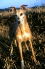 Picture of rosie, lurcher, in a stubble field