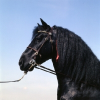 Picture of ross black prince, welsh cob (section d)