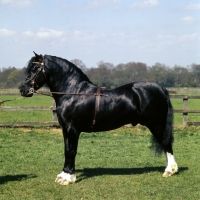 Picture of ross black prince, welsh cob (section d)