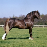 Picture of ross valiant jack, welsh pony of cob type (section c) standing in typical pose