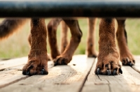 Picture of Rottweiler and GSD paws on decking at sunset