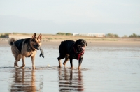 Picture of Rottweiler and GSD retrieving at the beach