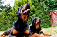 Picture of Rottweiler and pup in garden