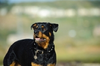 Picture of Rottweiler, blurred background