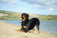 Picture of Rottweiler bowing