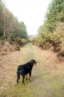 Picture of Rottweiler crossbreed on walk