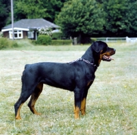 Picture of rottweiler from chesara kennels on grass