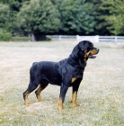 Picture of rottweiler from chesara kennels