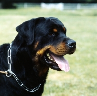 Picture of rottweiler from chesara kennels head study