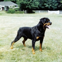 Picture of rottweiler from chesara kennels side view