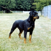Picture of rottweiler from chesara kennels standing on grass