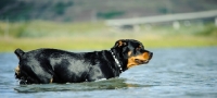 Picture of Rottweiler going into water