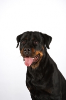 Picture of Rottweiler head study, white background