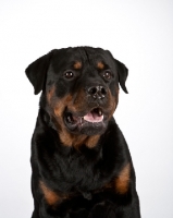 Picture of Rottweiler head study