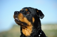 Picture of Rottweiler head study
