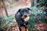 Picture of rottweiler holding tennis ball in mouth