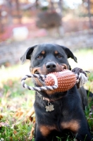 Picture of rottweiler holding toy football in mouth