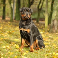 Picture of Rottweiler in autumn